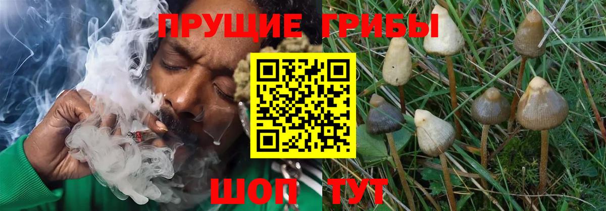 Псилоцибиновые грибы GOLDEN TEACHER  Вход с VPN  закладка  Большой Камень 
